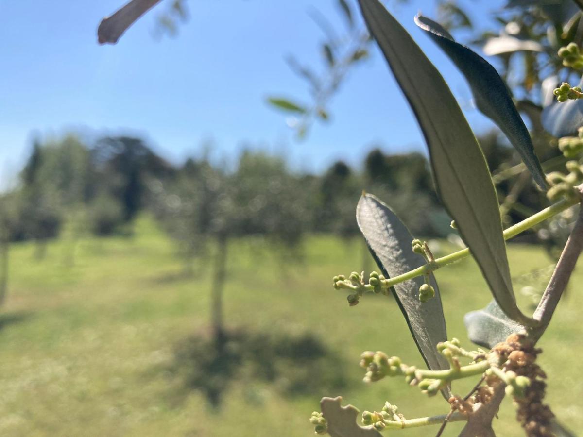 Tenuta Poggio Alla Farnia Fauglia Exteriér fotografie